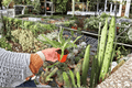 Sugarloaf Pineapple Starter Plants (2) | Ananas comosus 'Sugarloaf' in 2-Inch Pots