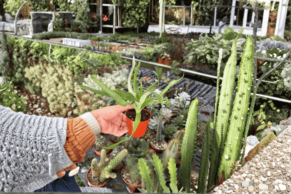 Sugarloaf Pineapple Starter Plants (2) | Ananas comosus 'Sugarloaf' in 2-Inch Pots
