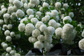 Old Fashion Snowball Viburnum Live Plant (Viburnum opulus 'Roseum') – 4–12 in tall, 4-in Pot