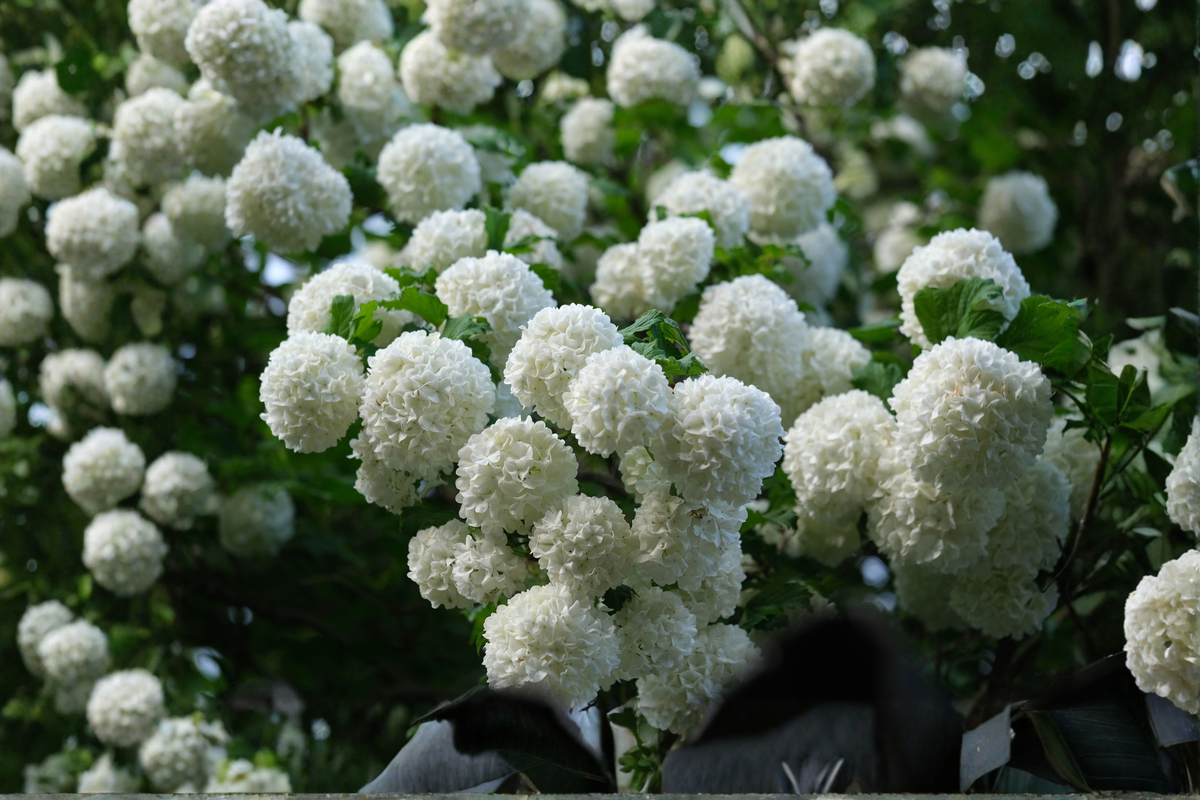 Old Fashion Snowball Viburnum Live Plant (Viburnum opulus 'Roseum') – 4–12 in tall, 4-in Pot