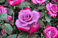 Purple Red Rose Seeds - 20 Seed Pack (Two-Tone)