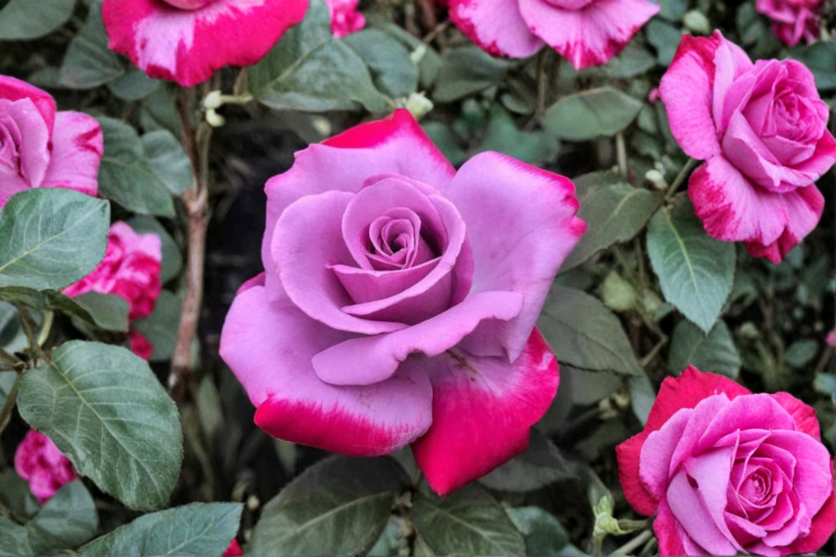 Purple Red Rose Seeds - 20 Seed Pack (Two-Tone)