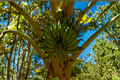Williams Hybrid Giant Cavendish Banana Live Bulb (Musa 'Williams Hybrid')