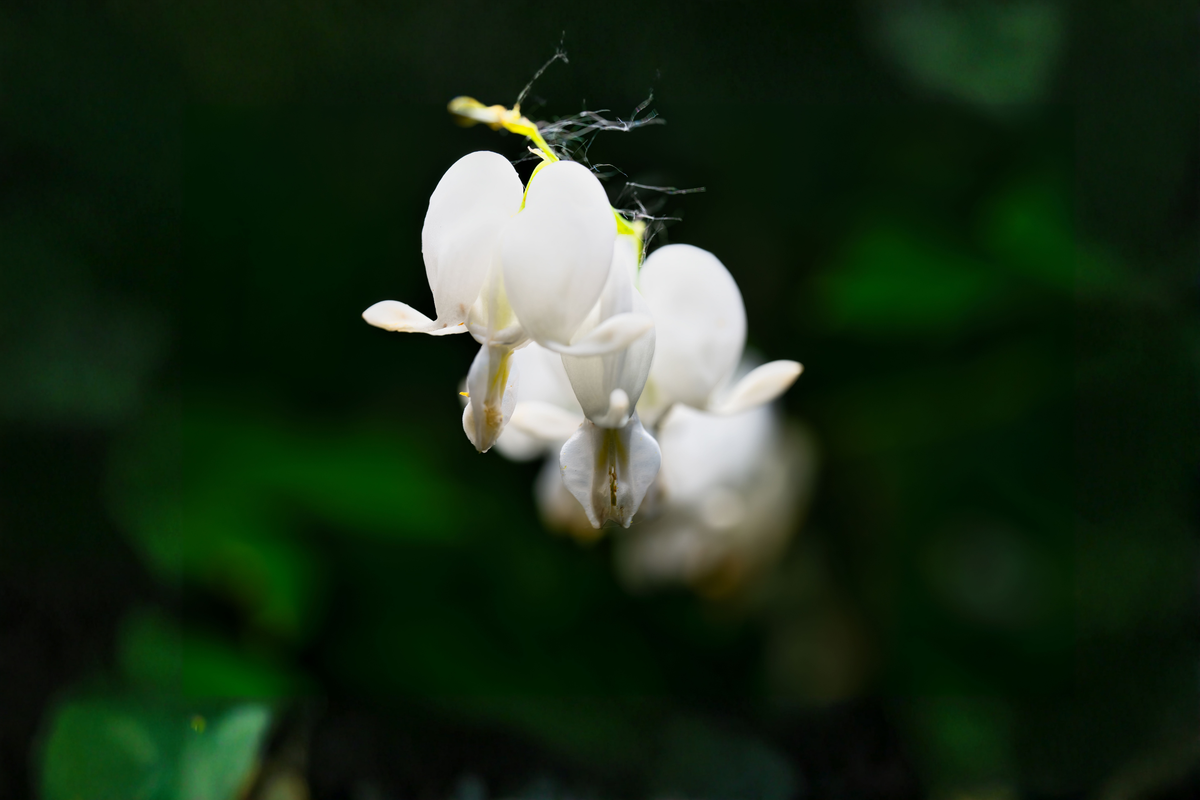 White Bleeding Heart Live Plant in Pot (Dicentra spectabilis Alba) | One Starter Plant