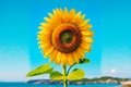Giant Sunflower Seeds - 10 Pack, Ornamental Helianthus annuus