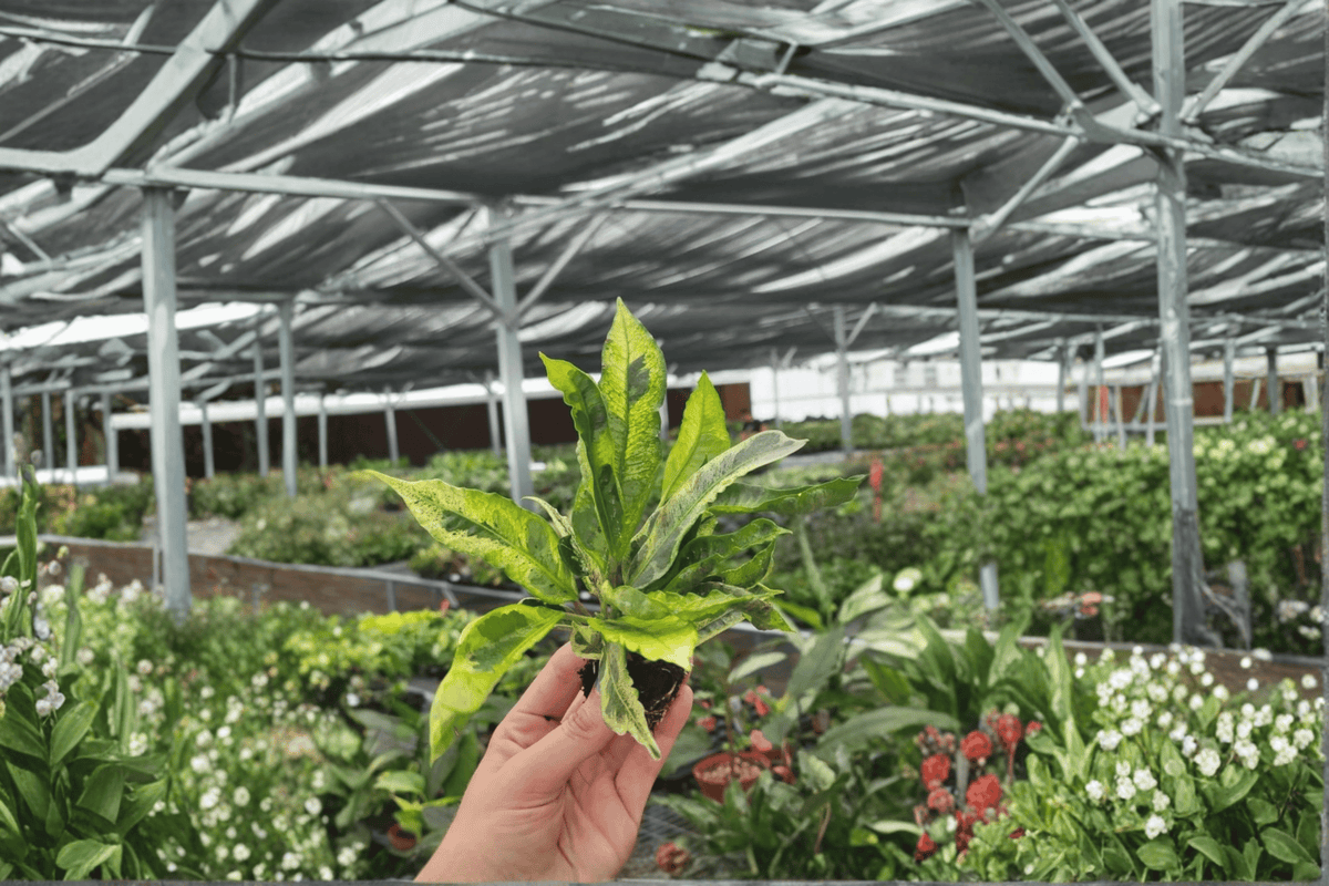 2 Codiaeum variegatum Starter Plants – Bare Root Croton Live Plants