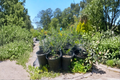 Arbequina Olive Tree Live Plant, 1 Gallon - Evergreen Olive for Patio, Bonsai