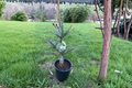 Bruns Serbian Spruce (Picea omorika ‘Bruns’) Live Tree - 12" in 1-Gallon Pot
