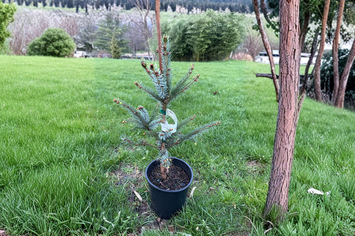 Bruns Serbian Spruce (Picea omorika ‘Bruns’) Live Tree - 12" in 1-Gallon Pot