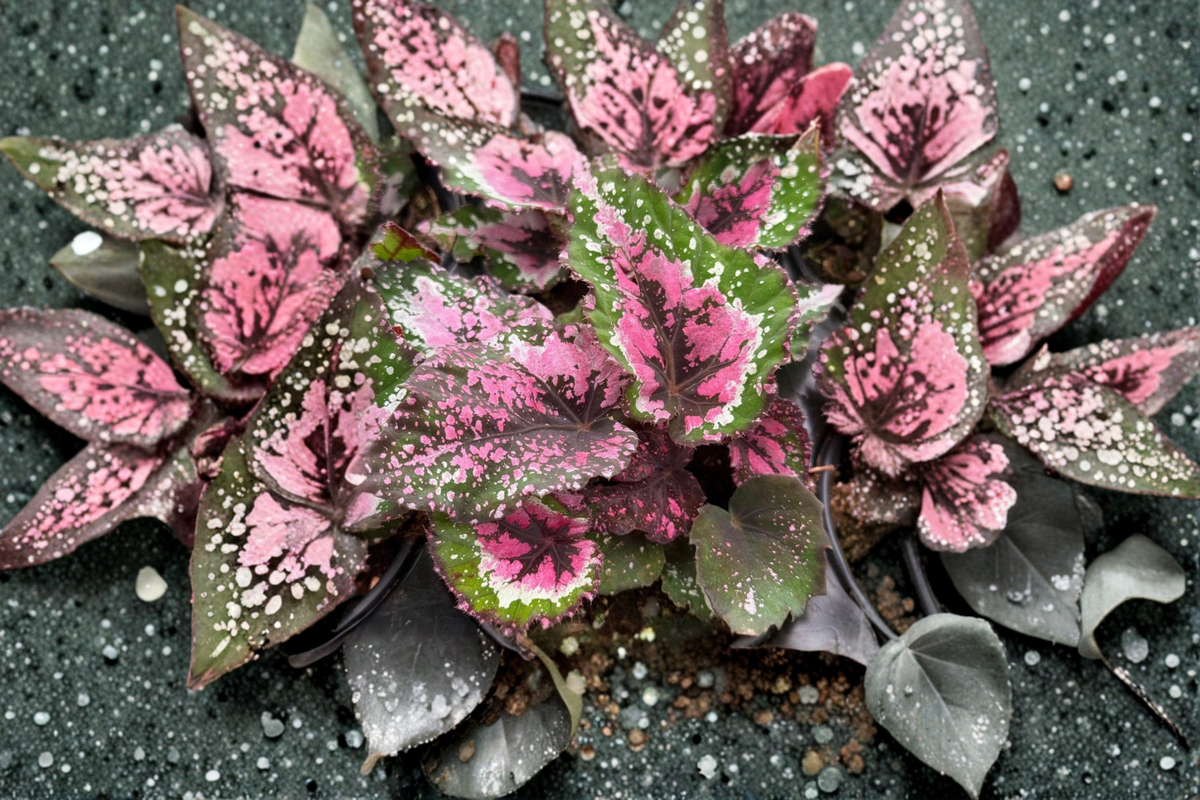 Begonia Alaska Creek - Rex Begonia Live Plant in 4-Inch Pot (Pink Foliage)
