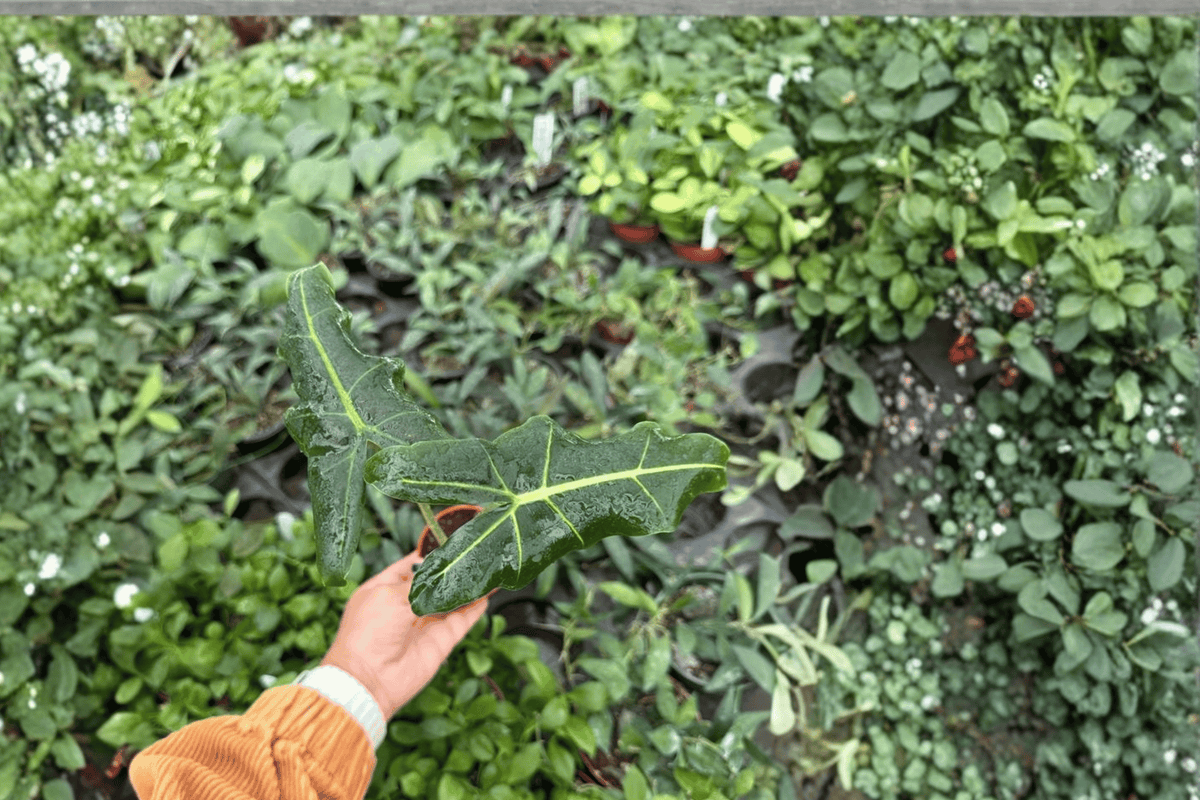 Alocasia Sarian Starter Plants - 2 Live Plants, Bare Root, 2-Inch Pots