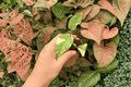 Monstera Legacy Starter Plants – 2 Live Plants in 2" Nursery Pots (Exact Plants)