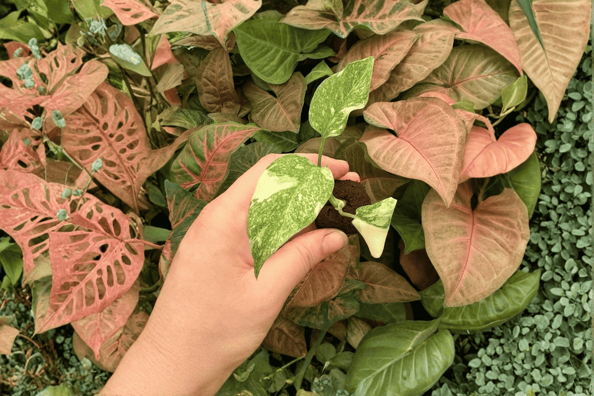 Monstera Legacy Starter Plants – 2 Live Plants in 2" Nursery Pots (Exact Plants)