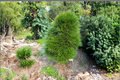 Japanese Umbrella Pine Cynthia Waxman (Sciadopitys verticillata) - 2 Gallon Live Plant