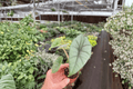 Alocasia Bisma ‘Platinum’ Live Starter Plants – 2-Pack, 2-Inch Starter Format