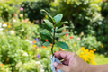 Organic Bay Laurel Live Plant - Laurus nobilis Rooted Starter Plant, 3–4 Inches Tall