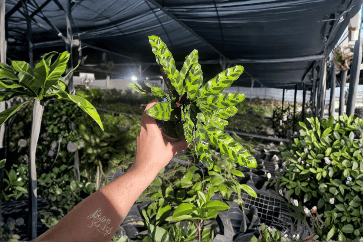 Calathea lancifolia 'Rattlesnake' 2-Pack Live Plants in 4-Inch Pots