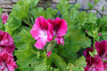 Royal Regal Geranium Pink & White Pelargonium × domesticum Live Plant