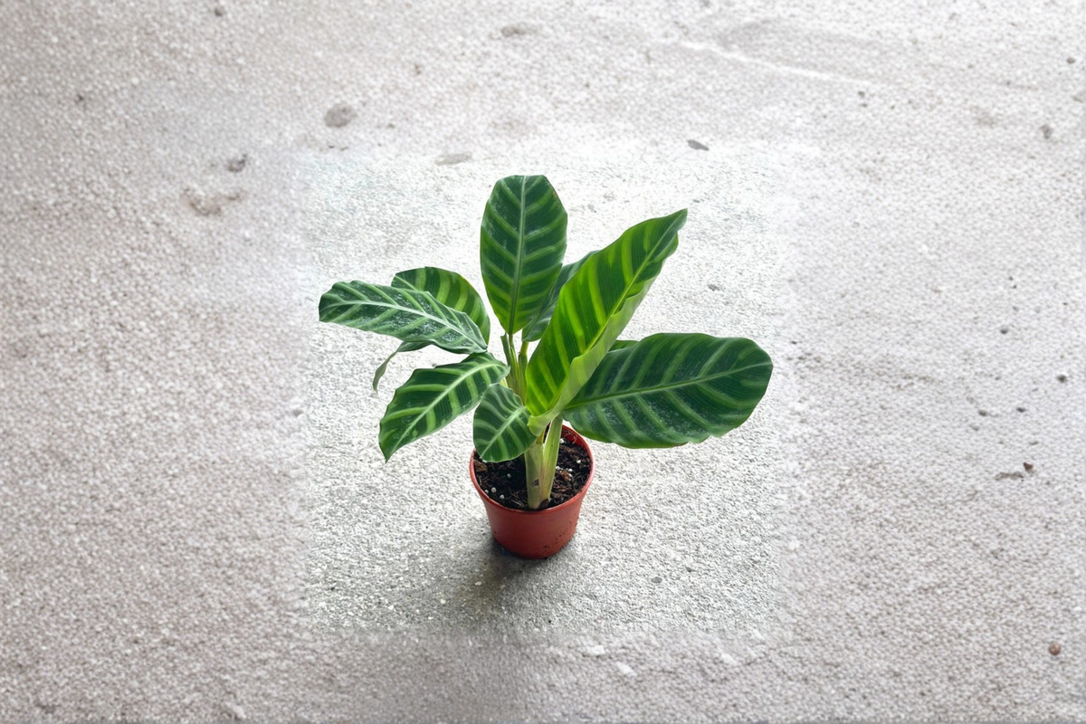 Calathea Zebrina Zebra Prayer Plant - Rooted Starter Live Plant