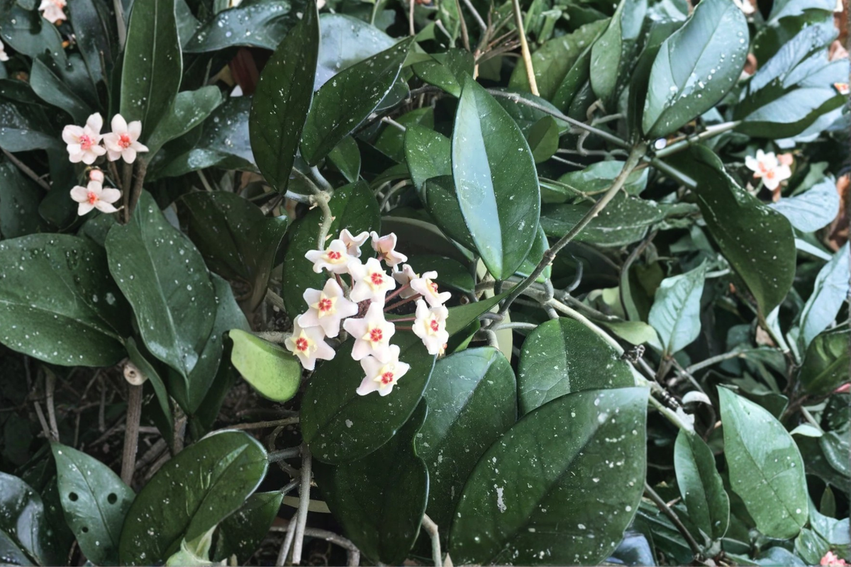 Rooted Hoya Carnosa Live Cutting in 2.5-Inch Pot | Wax Plant Starter