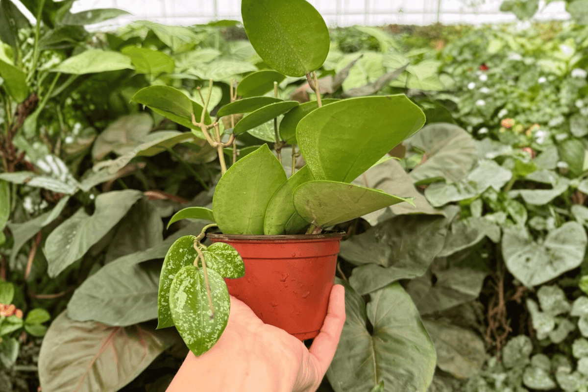 Hoya Parasitica Splash (Hoya verticillata) — 2 Live Plants in 4-Inch Pots