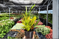 Banana Croton (Codiaeum variegatum) - 2 Live Banana Croton Plants in 4-Inch Pots