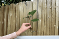Alocasia 'Metalhead' Starter Plants (Portora × lauterbachiana) - Bare Root, 2-Pack