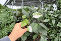 Variegated Alocasia Frydek (2 Exact Live Starter Plants) – Alocasia micholitziana ‘Frydek’ Variegated