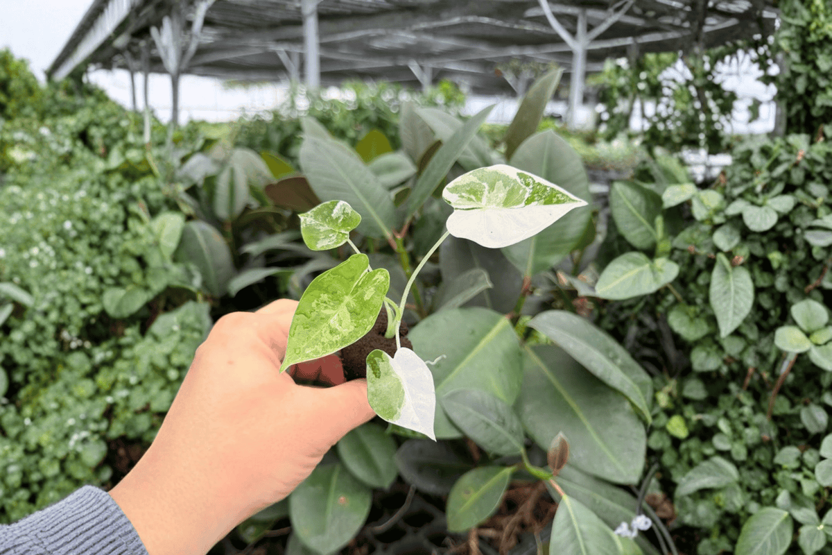 Variegated Alocasia Frydek (2 Exact Live Starter Plants) – Alocasia micholitziana ‘Frydek’ Variegated