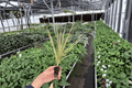 Dracaena Marginata 'Bicolor' Starter Plants (2 Live) Bare Root