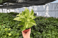 Snow Queen Pothos 2 Live Plants in 4-Inch Pots | Epipremnum aureum ‘Snow Queen’