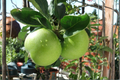 Dwarf Granny Smith Apple Tree – Grafted Live Plant, Compact Fruit Tree for Patio