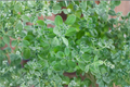 Marjoram (Origanum majorana) Live Rooted Starter Plants - 3 Live Plants, 2–5 Inches