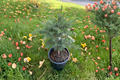 Mountain Hemlock Tsuga mertensiana Live Plant — 12” Tall in 1 Gal Pot