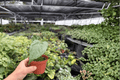 Anthurium Black Sweet x Portillae - 2 Live Plants in 4" Pots