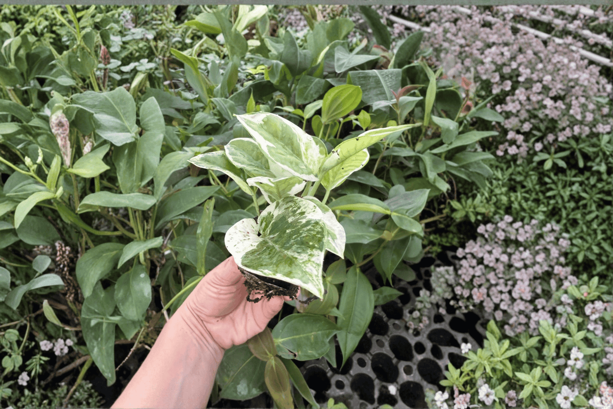 Pothos N'Joy Starter Plants (Epipremnum aureum) - 2 Bare Root
