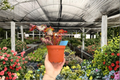 Harmony's Heart's Desire Live Plants — 2x 4-Inch Potted Tropical Houseplants