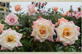 Peace Rose Yellow Blend 5 Gal Live Bush - Hybrid Tea Rose Plant