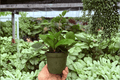Hoya carnosa 'Chelsea' - 2 Live Plants in 4-Inch Pots