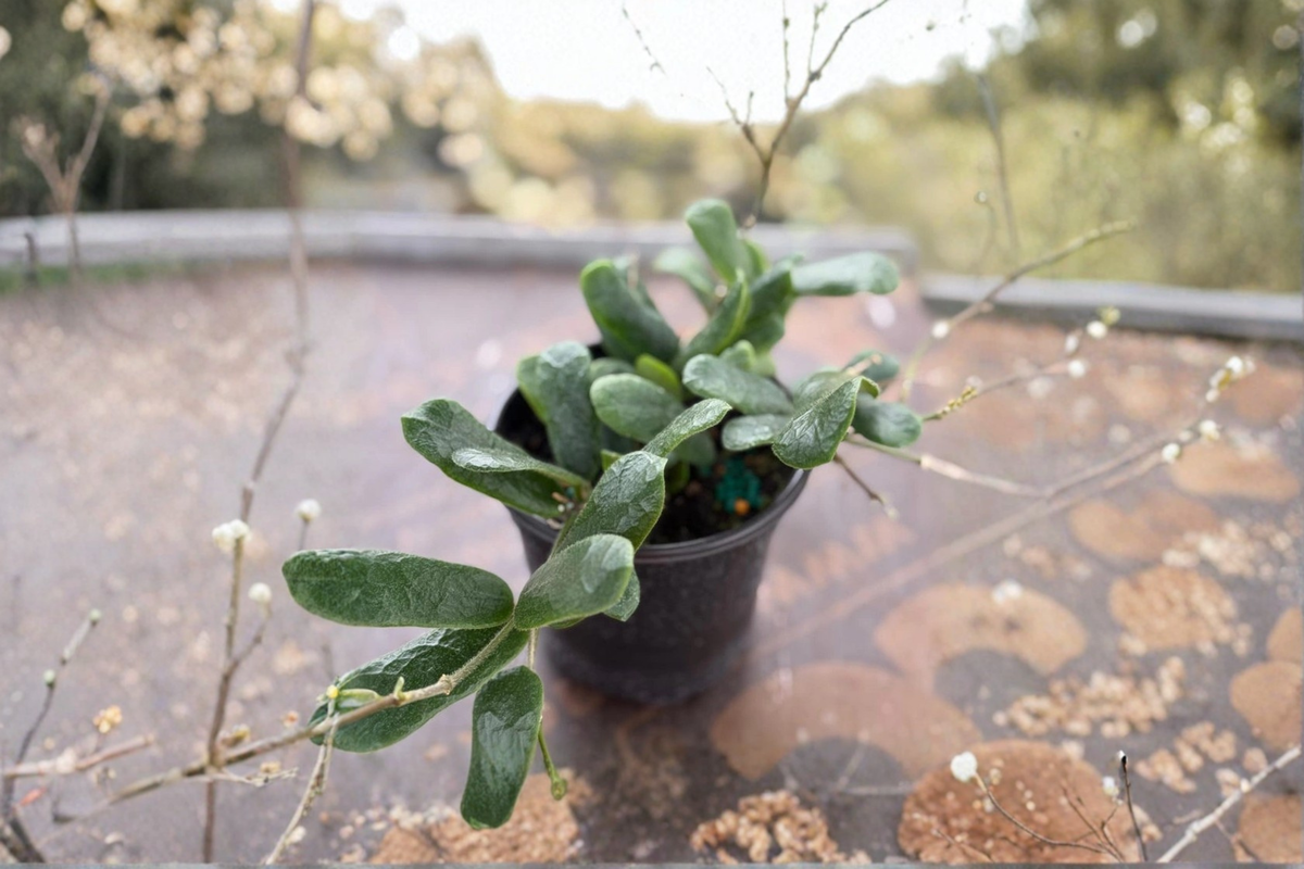 Hoya Rotundiflora Live Plant - 2 Inch Pot | Rare Trailing Tropical Houseplant