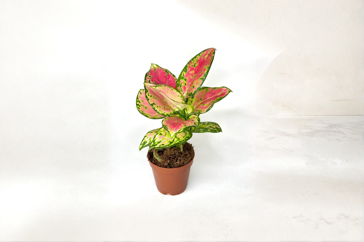 Aglaonema Pink Beauty - Rooted 2-Inch Pot Chinese Evergreen Live Plant