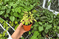 Variegated Cupid Peperomia Peperomia scandens 'Variegata' – 2 Live Plants in 4-Inch Pots