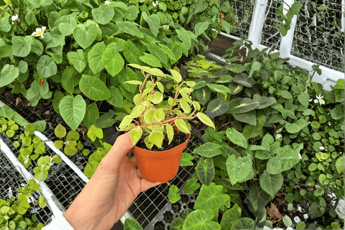 Variegated Cupid Peperomia Peperomia scandens 'Variegata' – 2 Live Plants in 4-Inch Pots