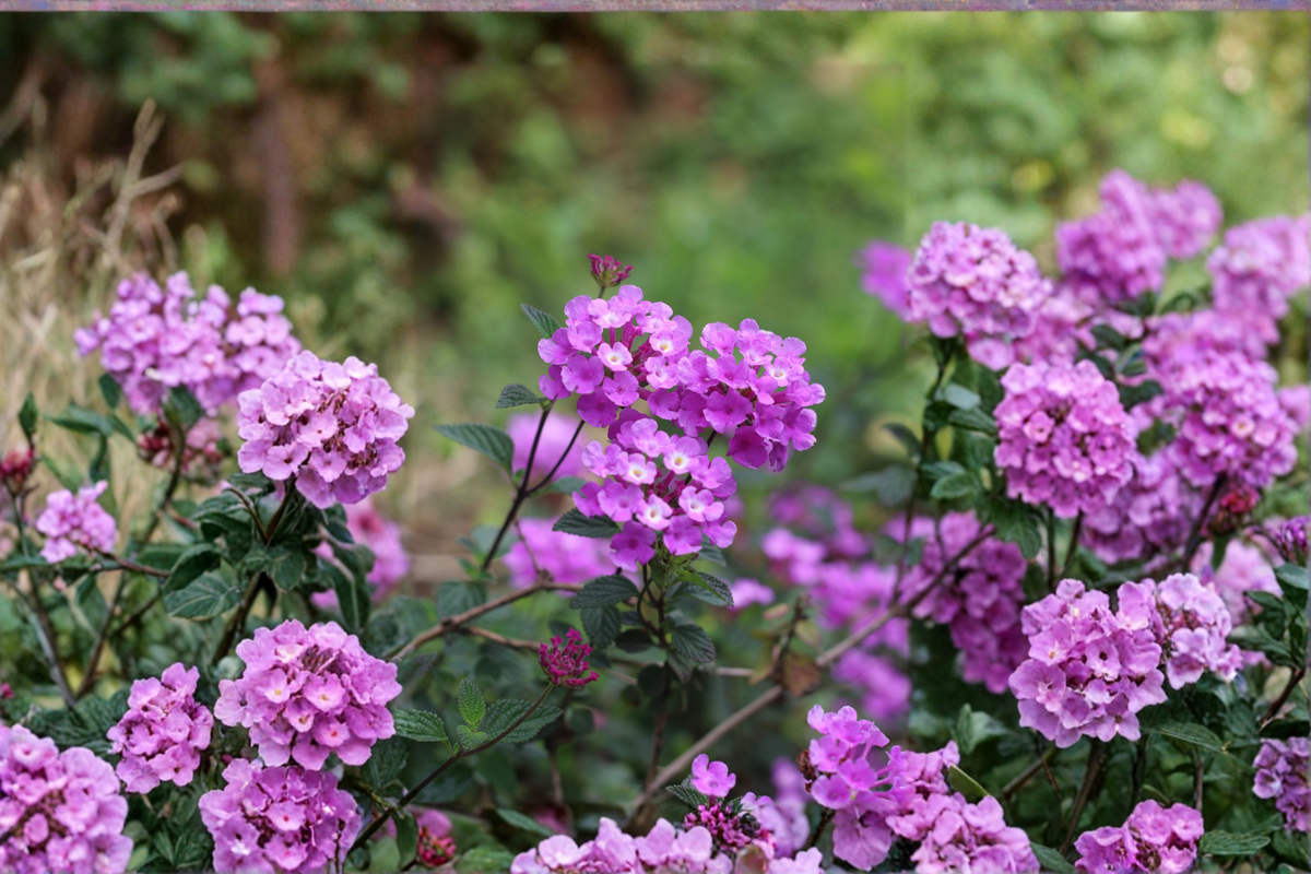 Purple Lantana Starter Plant (Lantana camara) 4–6 Inches Tall – Bare Root