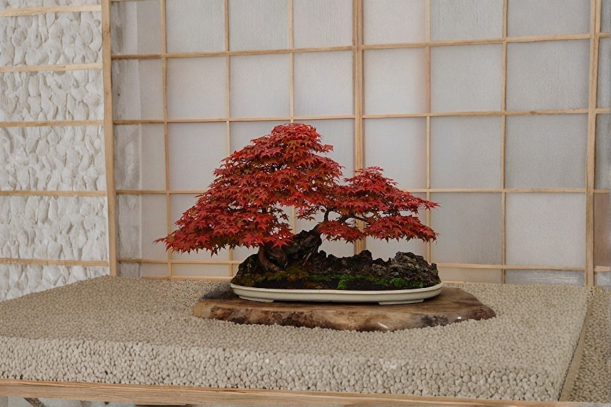 Bloodgood Japanese Maple Seeds - 5 Pack Acer palmatum Seeds for Indoor/Outdoor Growing