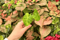 Alocasia Portora Aurea Starter Plants - 2 Live Plants in 2-Inch Pots (Not Fully Rooted)