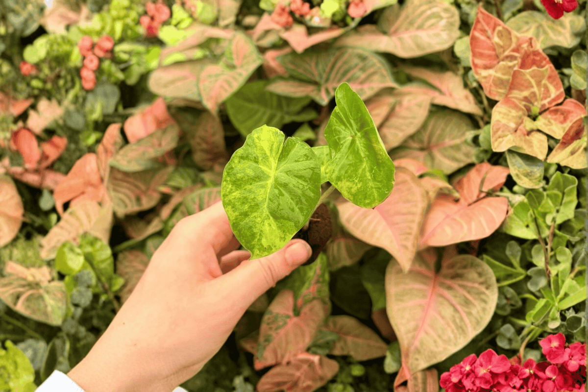 Alocasia Portora Aurea Starter Plants - 2 Live Plants in 2-Inch Pots (Not Fully Rooted)