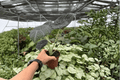 Alocasia Maharani Live Plants (2) in 4-Inch Pots | Alocasia 'Maharani' Rhizomatous Houseplants