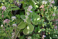 Vicks Plant Plectranthus tomentosa - Live Rooted Starter