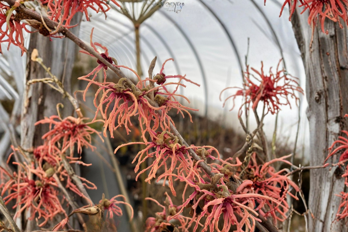 Spanish Spider Witch Hazel Bare Root - Hamamelis × intermedia ‘Spanish Spider’ (9 Inch)